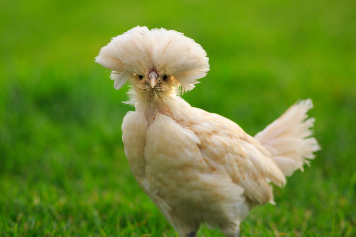 A juvenile crested ornamental chicken on green grass in summer.