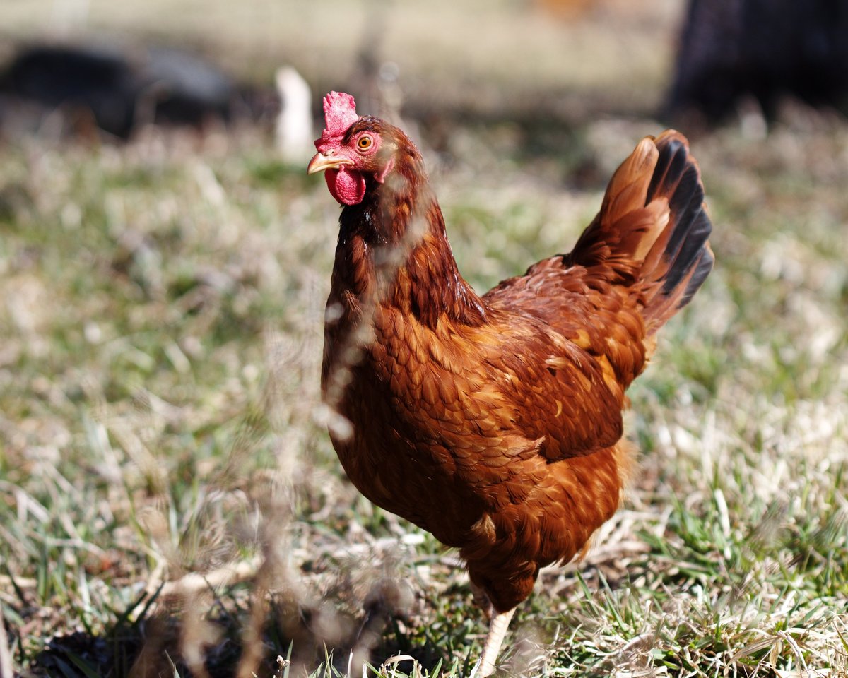 Heritage breed chicken, specifically a Rhode Island Red laying hen. Small scale poultry farming in Ontario, Canada.
