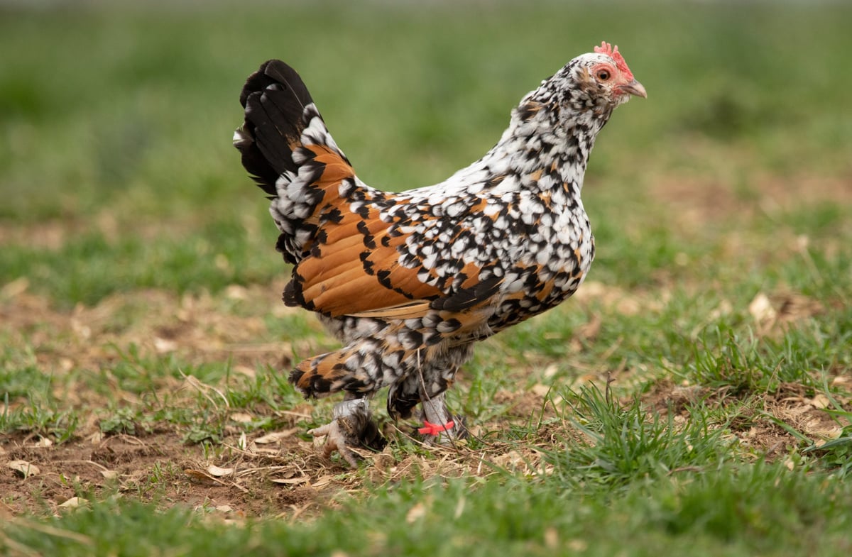 Photograph of a free range chicken standing in the grass.