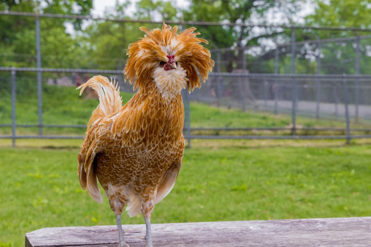 Brown padovana chicken standing on wooden table.