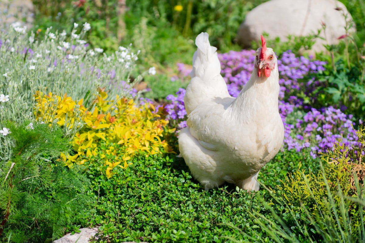 White egg-laying Leghorn hen walking in flowers in summer outside. Beautiful organic domestic layer chicken roaming free range on pasture