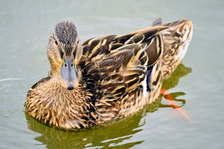 A Rouen duck swimming on the lake, close-up of its rich mallard-like coloring