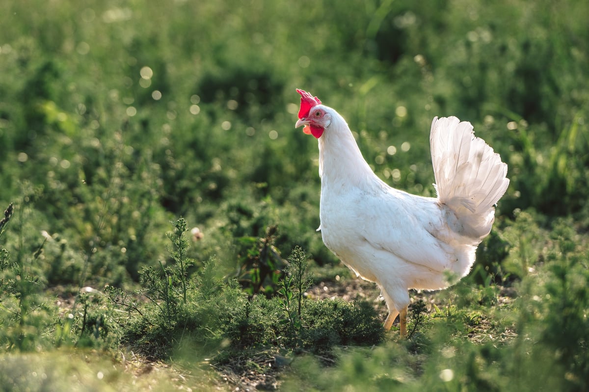 healthy white organic chicken breed, Ayam Cemani, Bresse Gauloise, on a green meadow with juicy grasses. Species-appropriate husbandry, laying hens in nature.