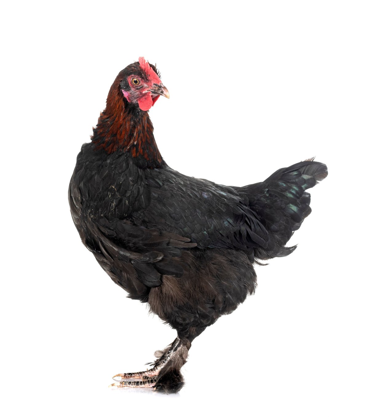 Marans chicken in front of white background