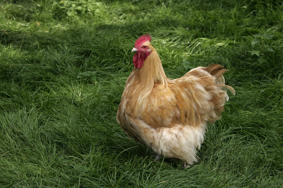 Buff orpington, Domestic breed of fowl, Warwickshire