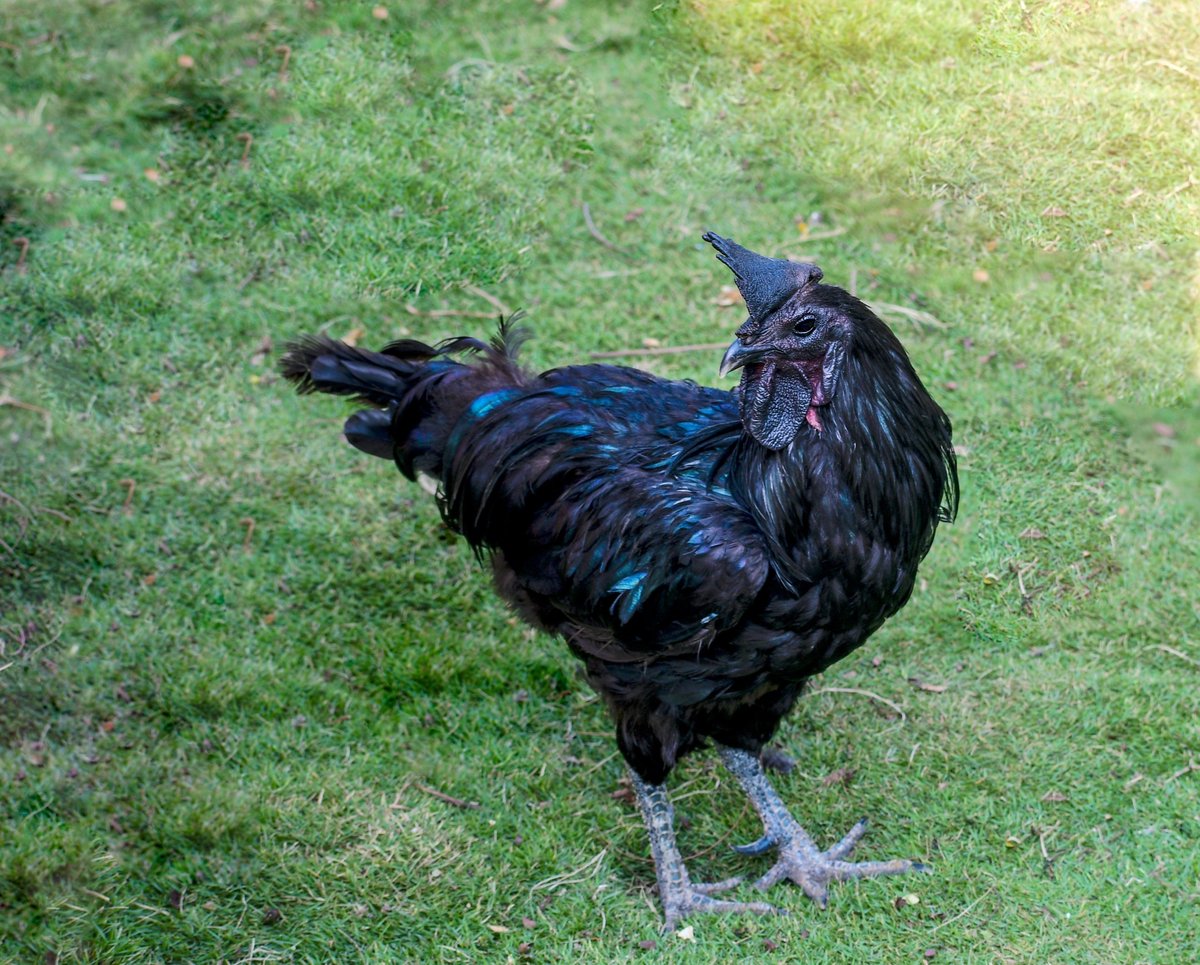 Ayam Cemani all-black rare chicken breed