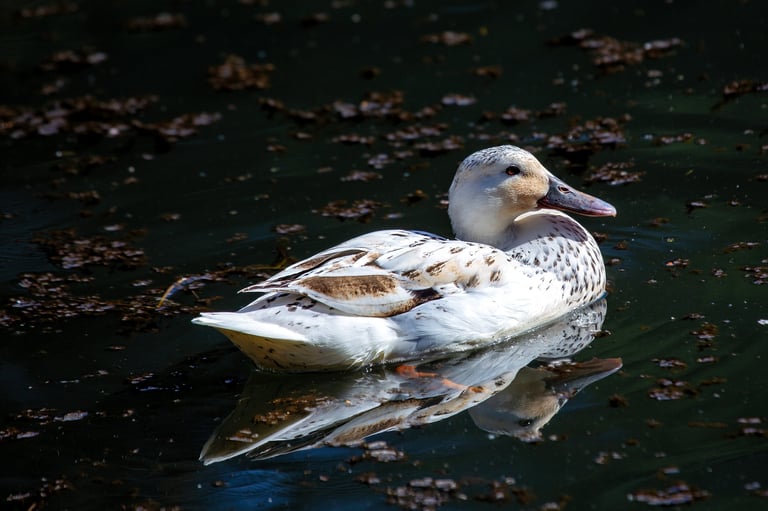The Welsh Harlequin duck with patterned plumage on a pond