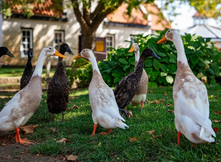 Indian Runner ducks close up walking in the grass in summer