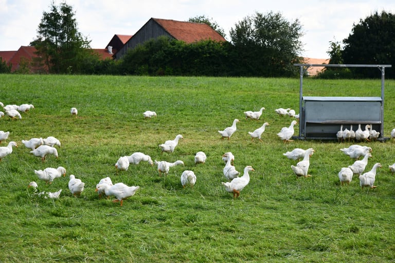 Young ducks free ranging on a farm