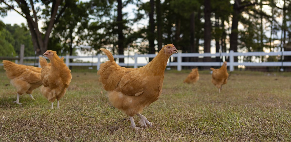 Buff Orpington chicken - gentle giant golden feathers