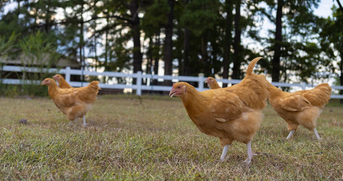 Group of buff Orpington chicken pullets scouring the field they free range on for a quick meal