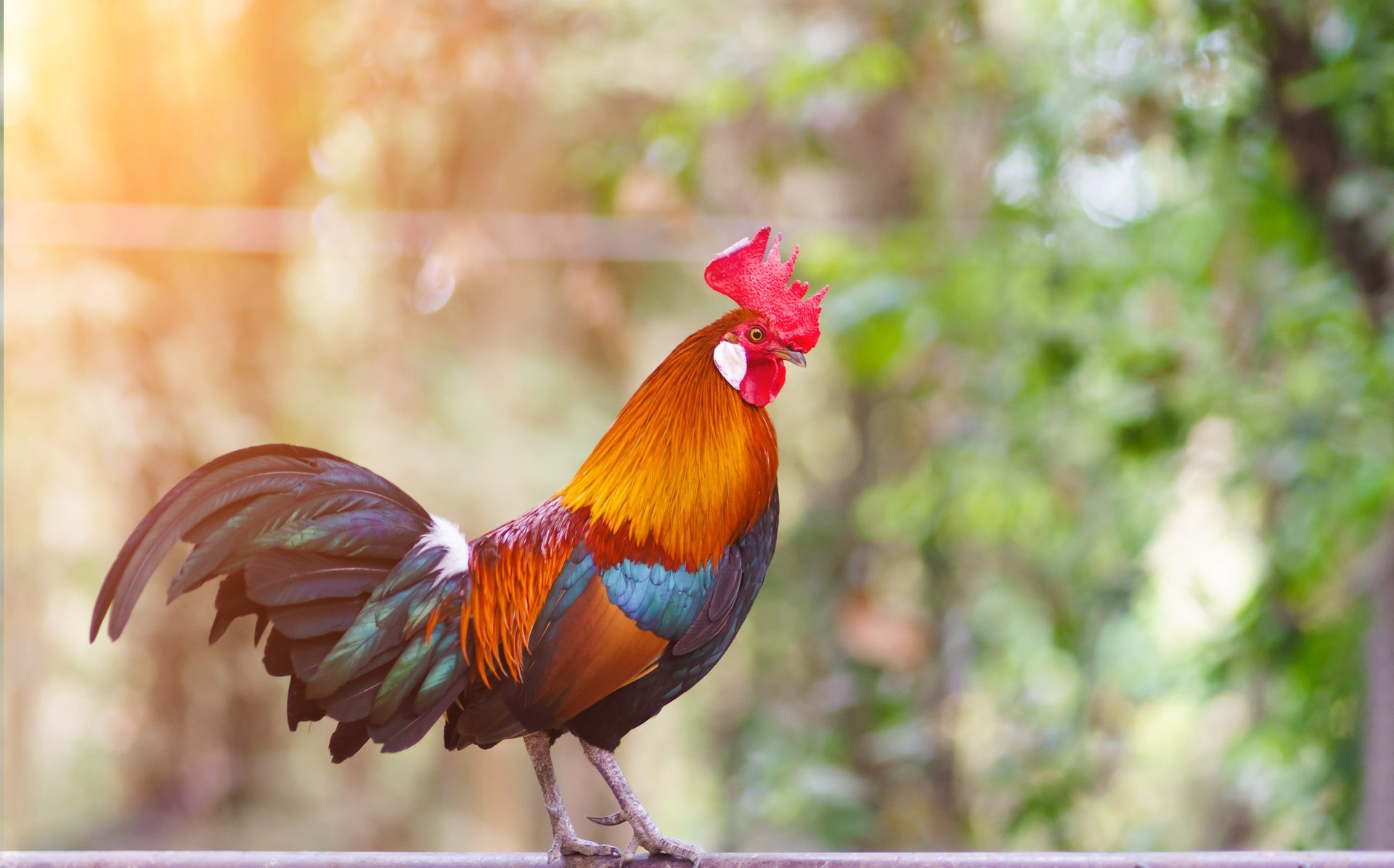 A vibrant rooster standing proudly on a fence, showcasing its colorful feathers in golden sunlight. A symbol of confidence, farm life, and the beauty of nature's design.