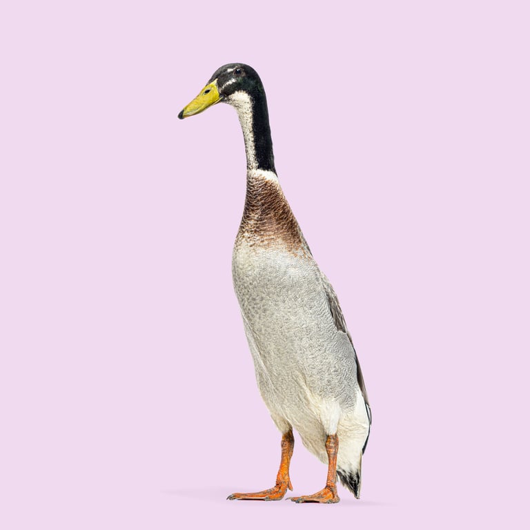 Full-body shot of an indian runner duck standing and looking to the side against a pastel purple background
