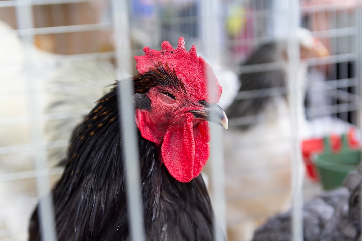 Beautiful Australorp chicken with iridescent black feathers on farm