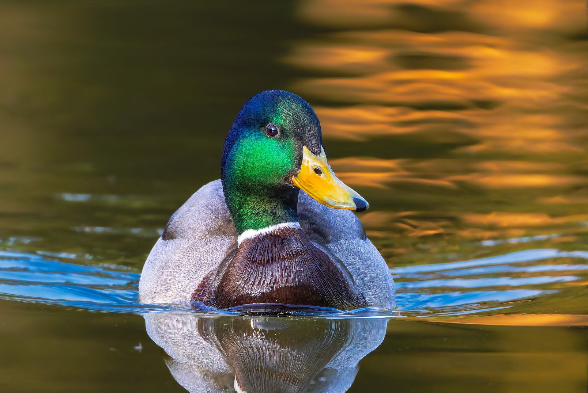 mallard duck