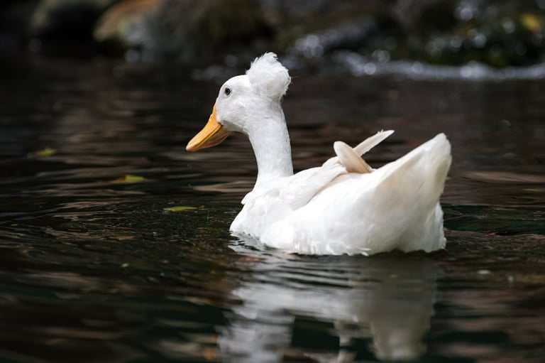 The Crested is a breed of domestic duck, characterised by a crest or tuft of feathers on the head