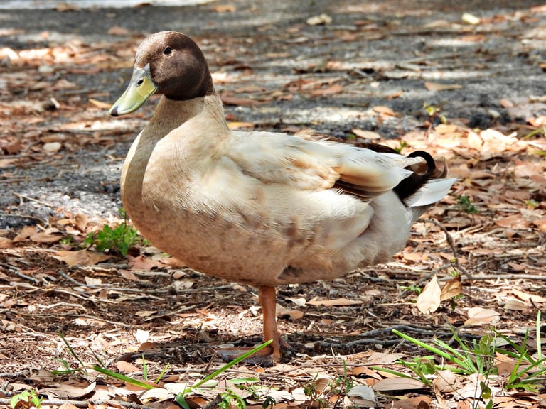 Khaki Campbell duck in profile, a popular domesticated duck breed
