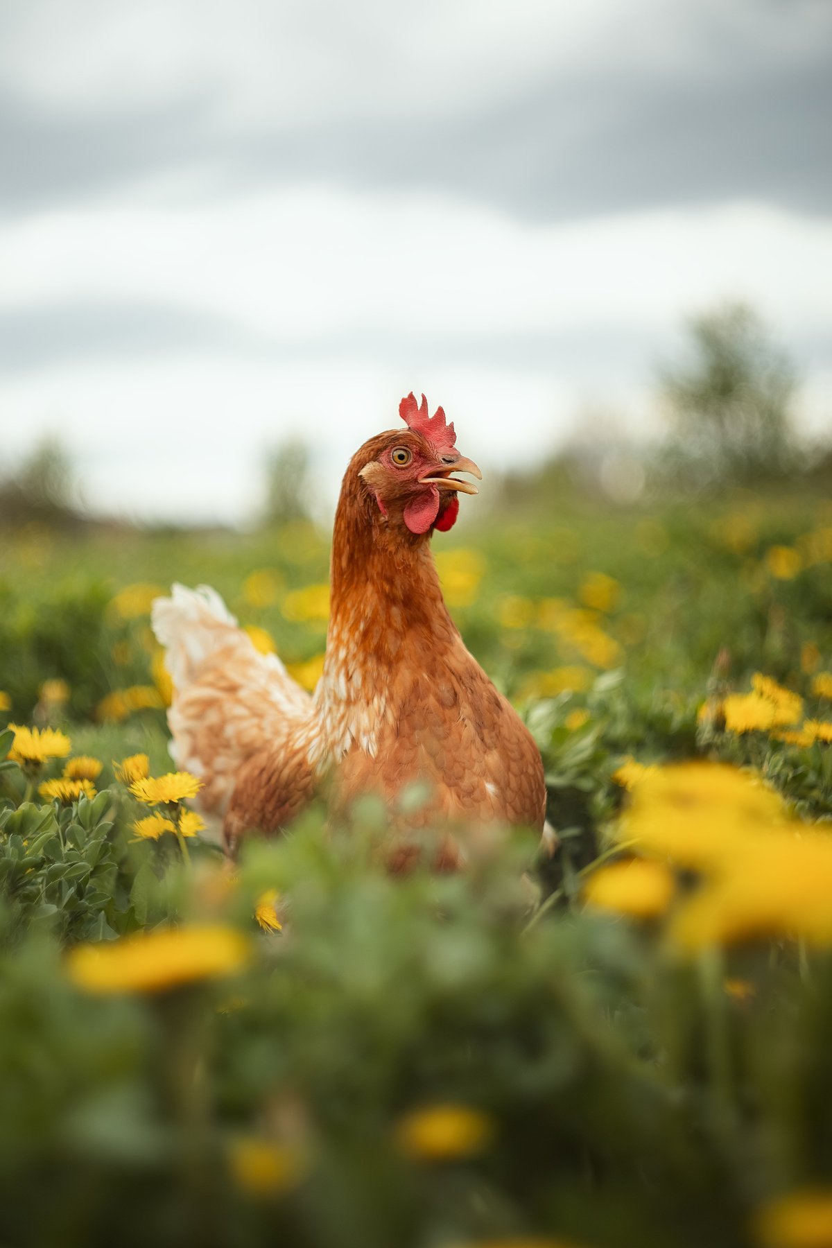 ISA Brown domestic chicken in a meadow with dandelions