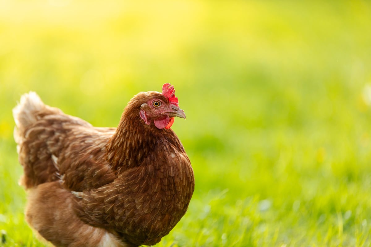 Outdoor portrait of brown ISA Brown hen walking on meadow green grass, free-range