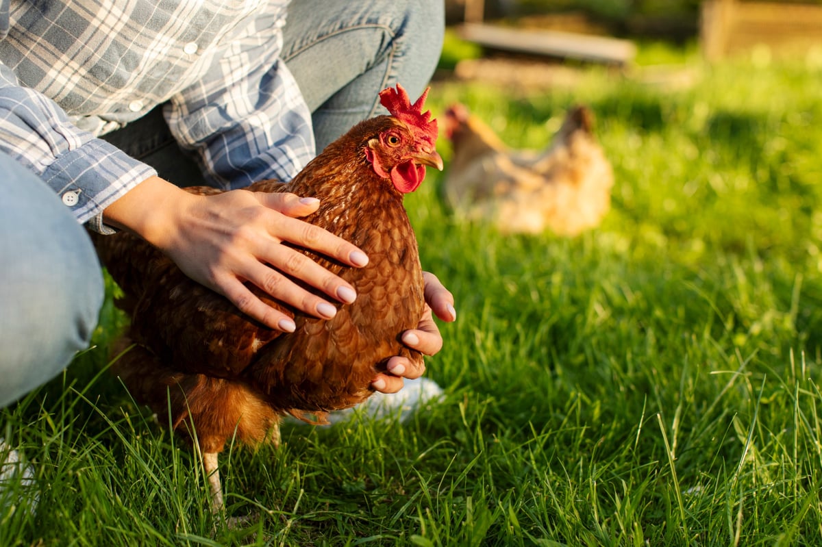 Woman holding brown Rhode Island Red chicken on green grass