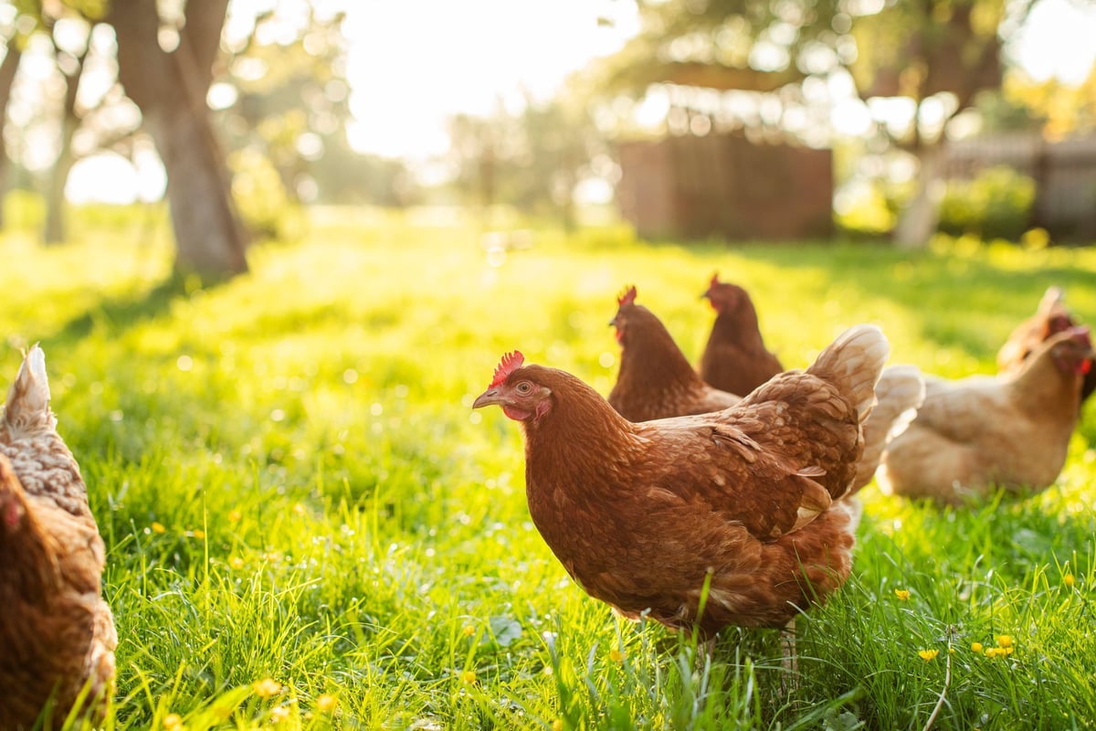 Flock of brown ISA Brown chickens roaming and grazing freely on farm