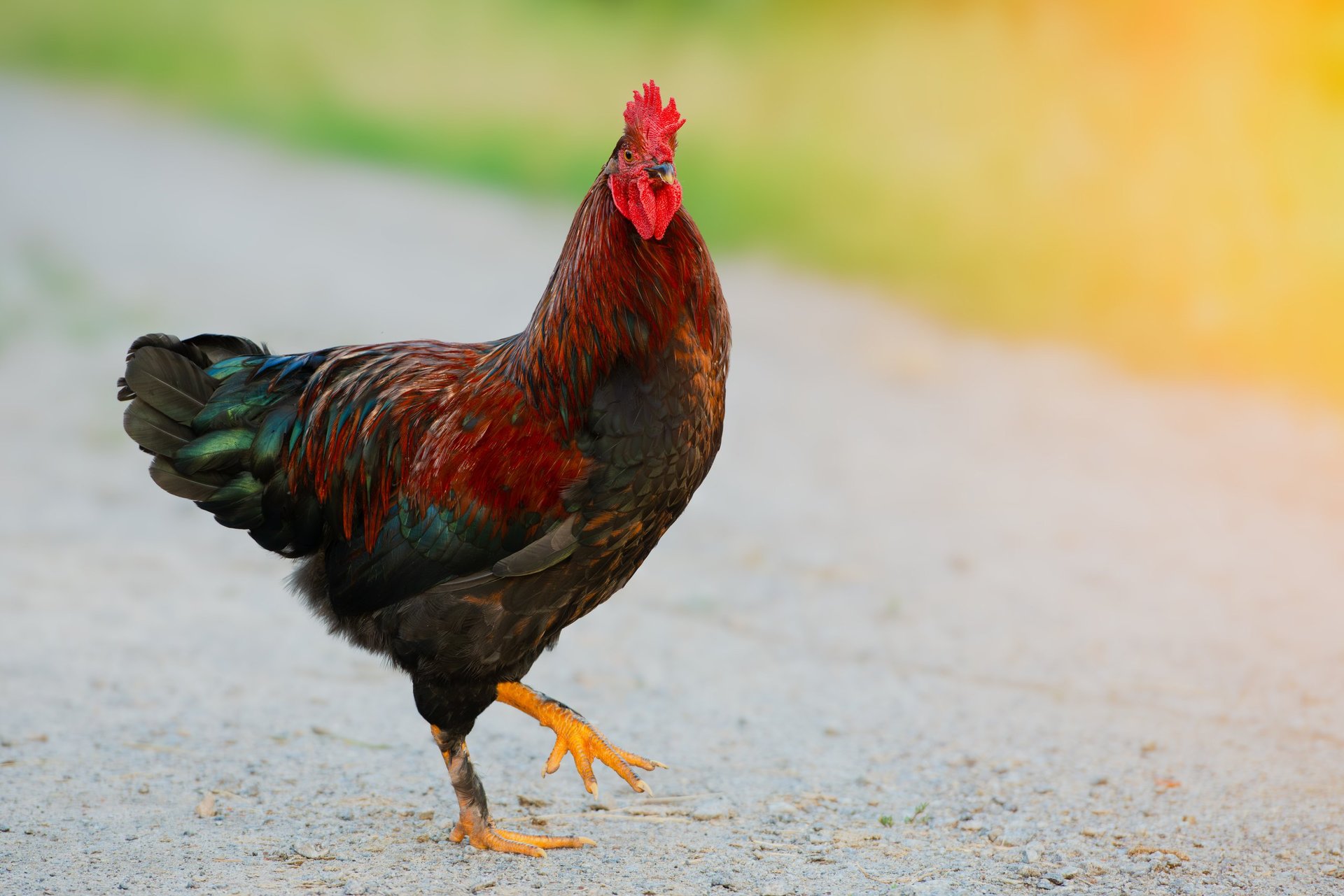 A vibrant rooster walks confidently along a dusty road in a rural area, the warm light of the setting sun giving its feathers a stunning glow.