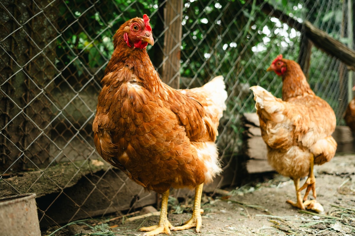 Two brown chickens explore a farmyard filled with greenery and wooden structures. The sun shines down, creating a lively atmosphere for the birds