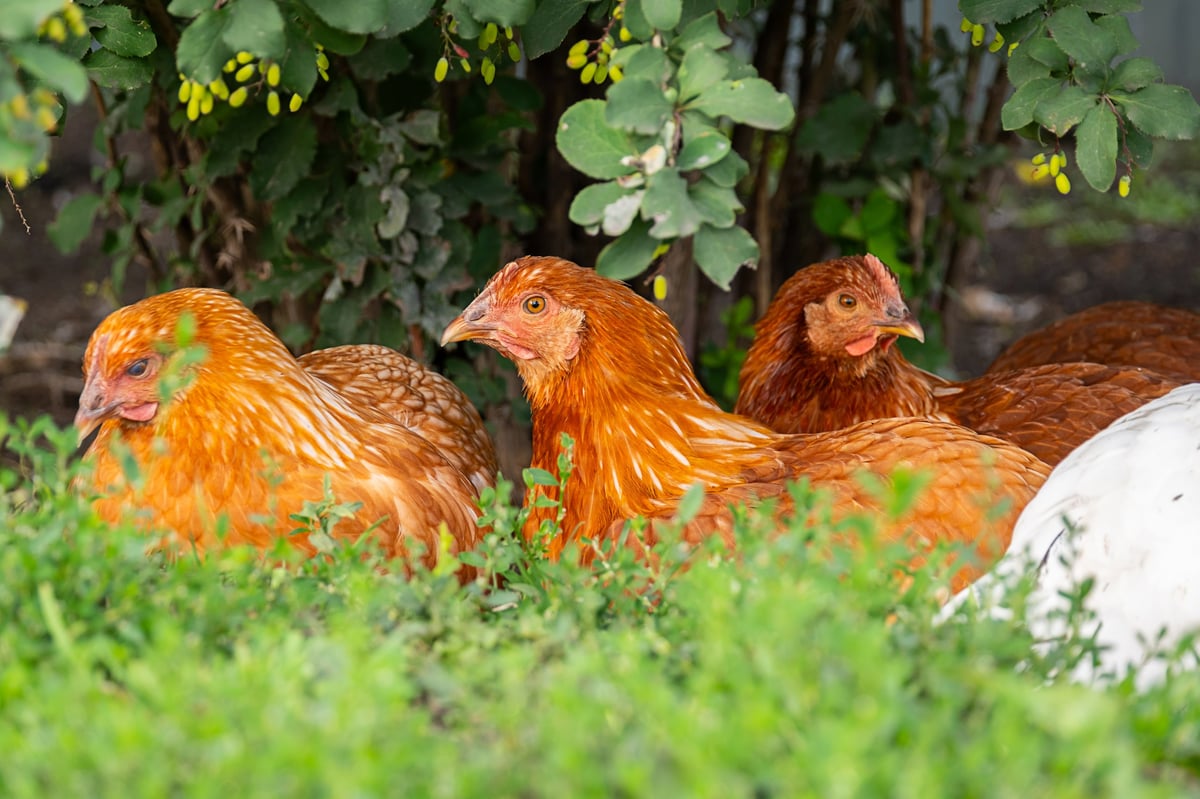 Group of brown hens resting on green grass in the garden, healthy farm animal for eggs and meat production.