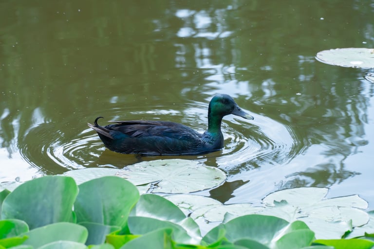 Black waterbird of cayuga duck swimming on lake among the water lilies