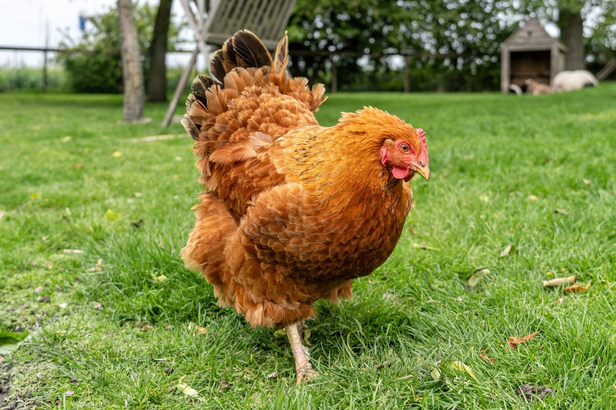 New Hampshire Red hen on farm