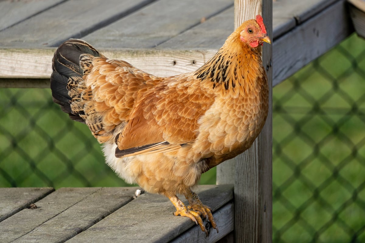 New Hampshire Red hen on farm, beautiful reddish-brown laying chicken