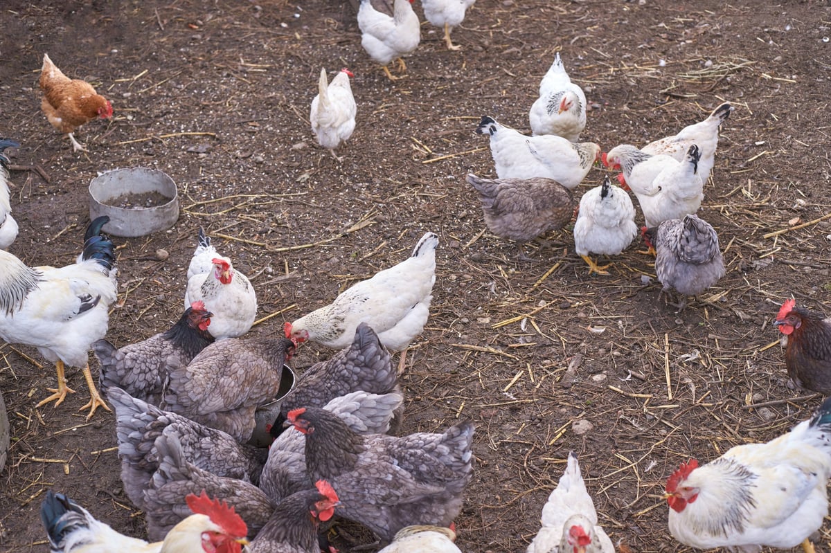 Flock of various breeds of chickens grazing in a farmyard setting - browse all chicken breeds at YK Ranch