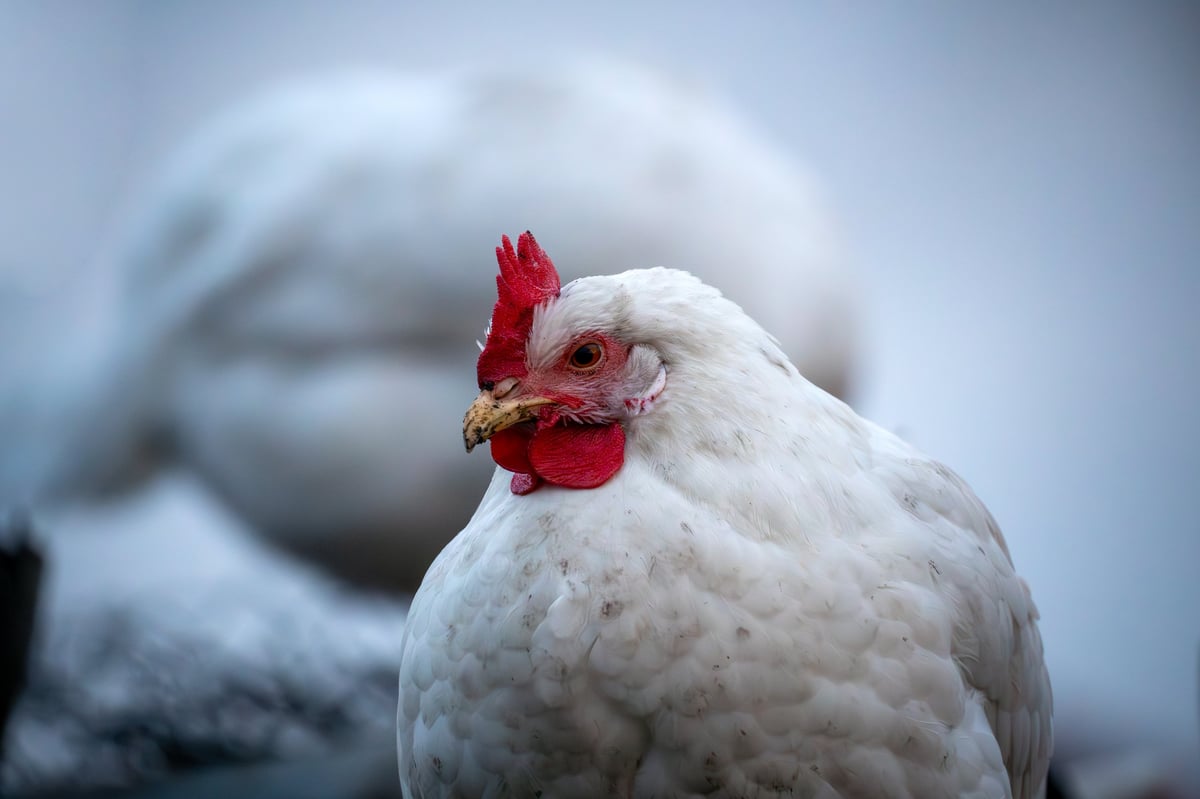 A chicken runs through a green meadow and looks for food nearby.