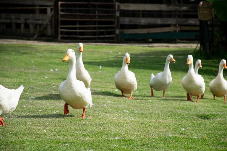 A flock of white Pekin ducks walks on a green lawn.