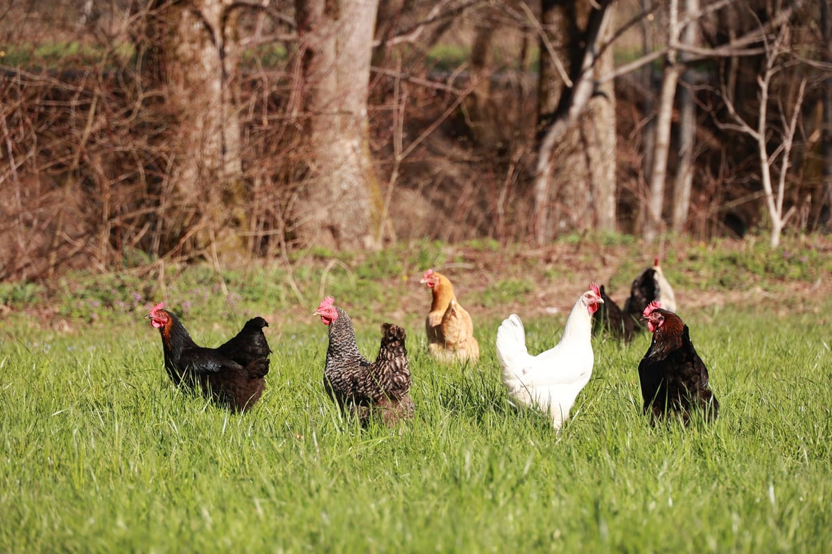 A group of mixed black and white chickens standing in a grassy field