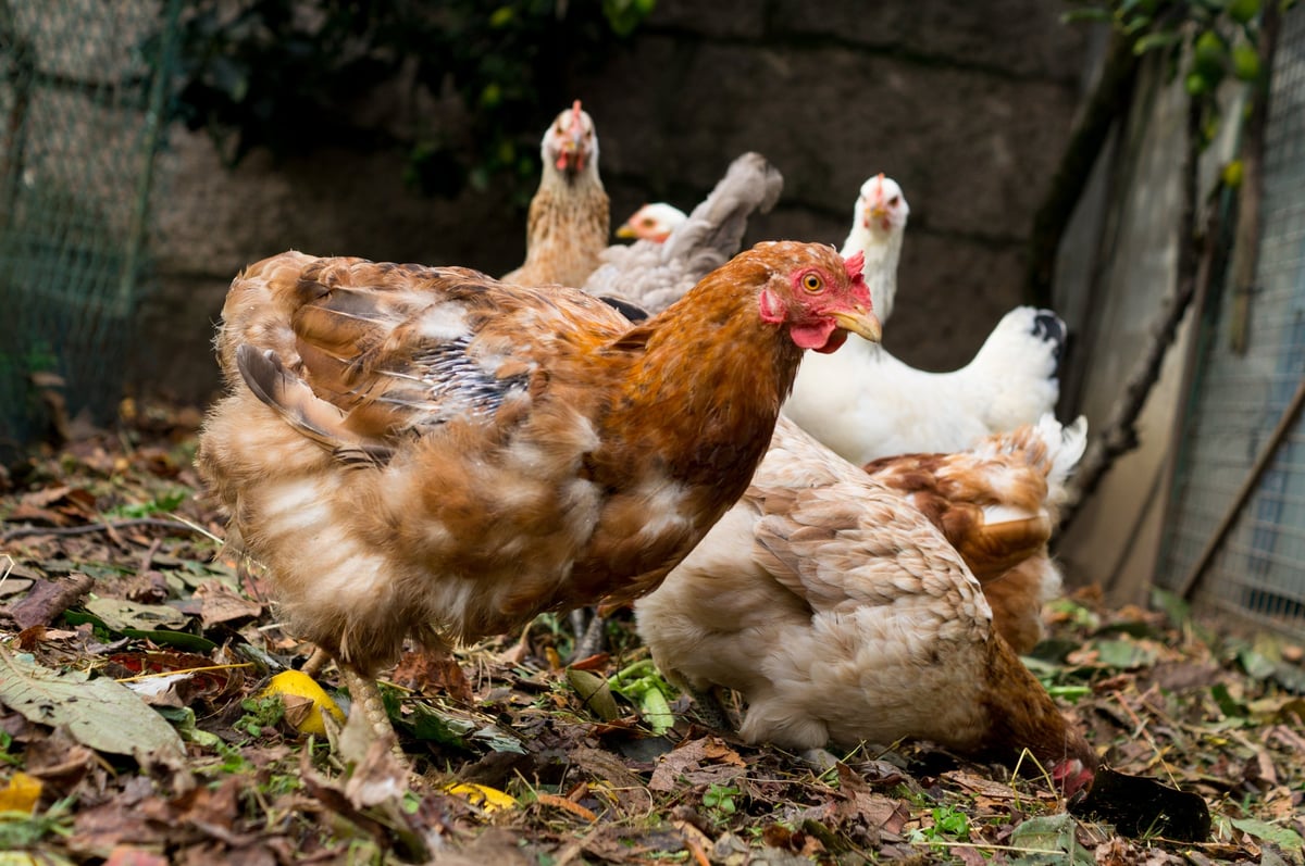Richly colored brown hen with soft ruffled feathers in farm setting