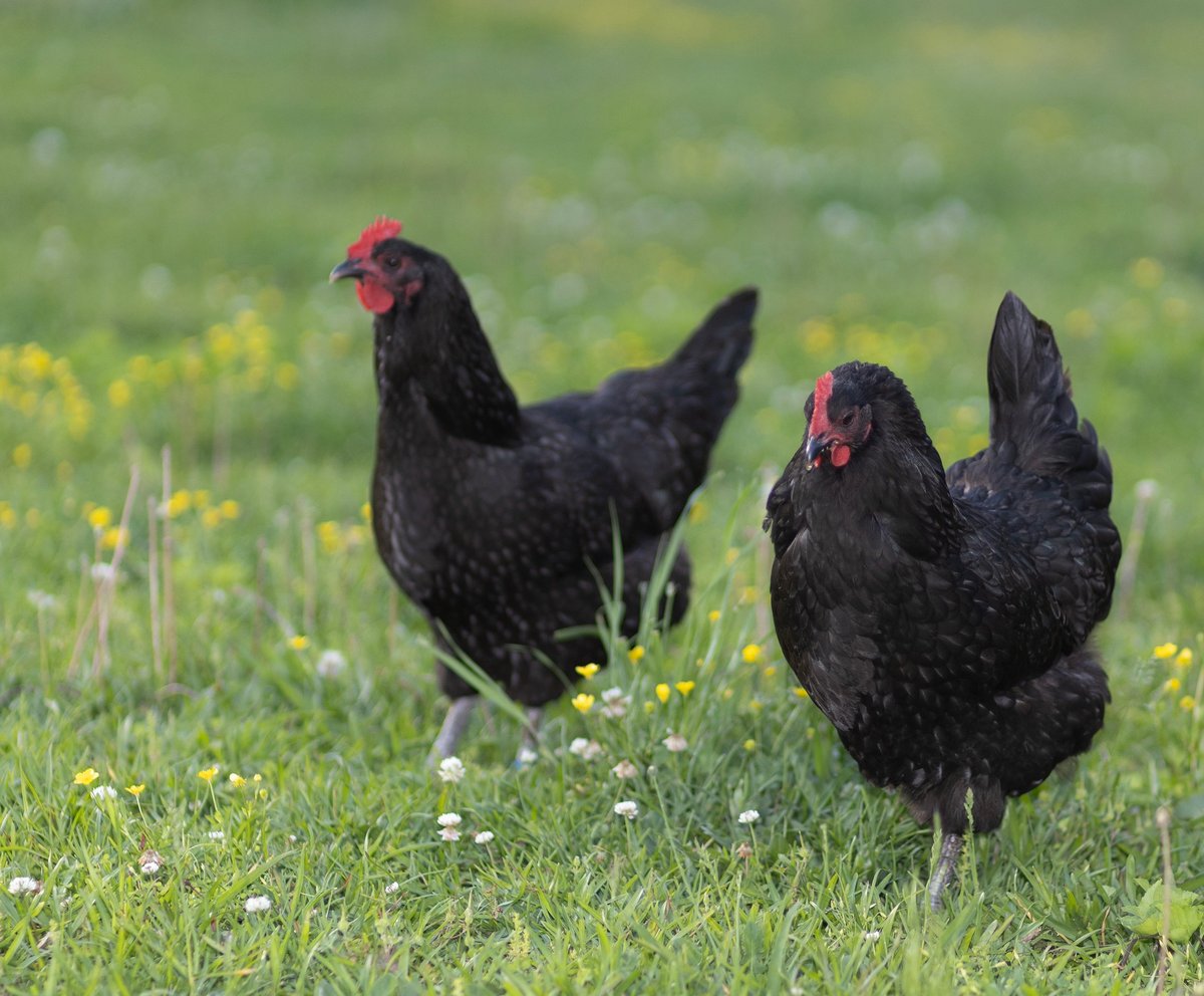 Austerlorp chicken hens walking on the green pasture on an organic farm that has yellow flowers and blooming white clover.