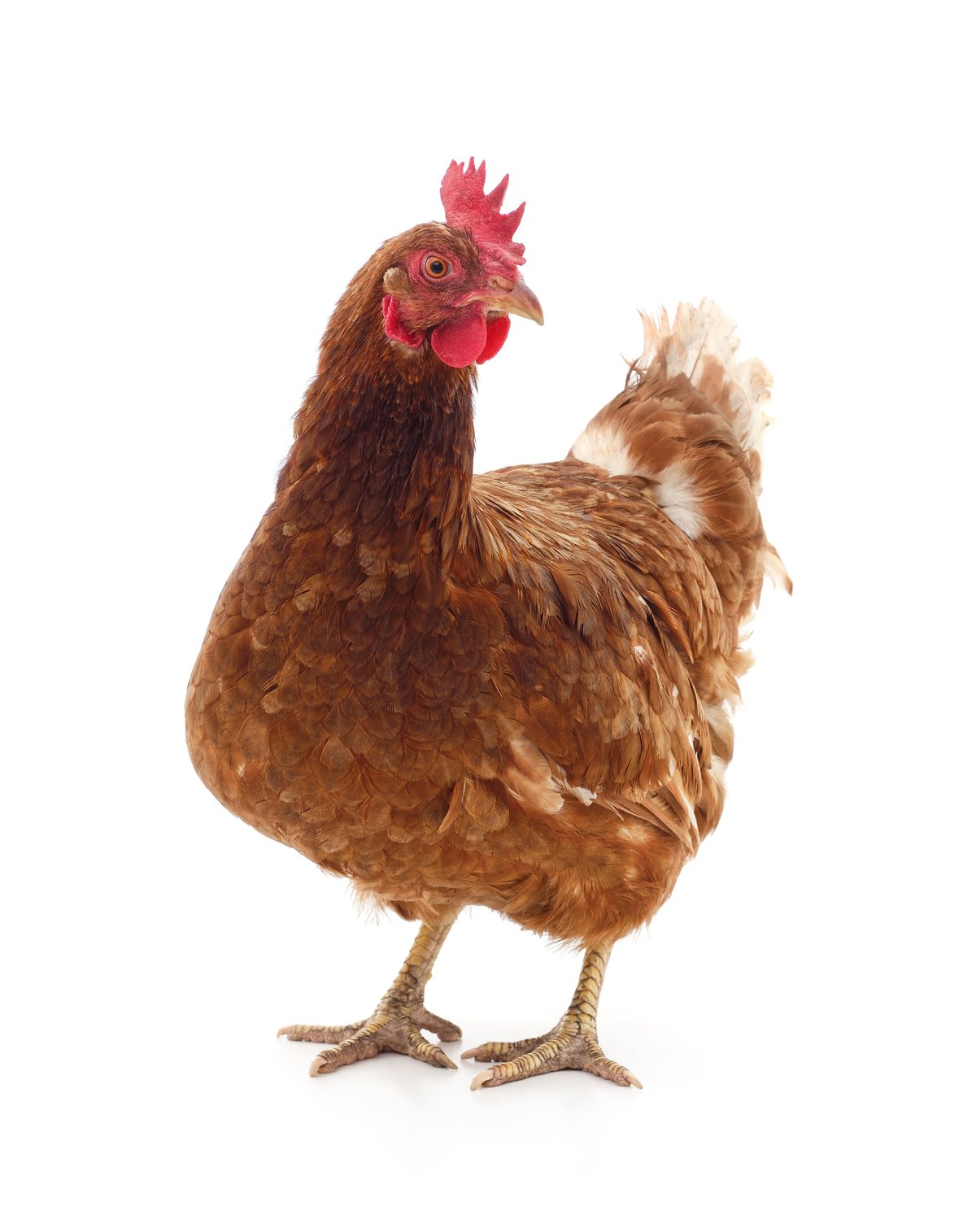 A full length profile of a brown chicken standing and looking at the camera, isolated on a white background.