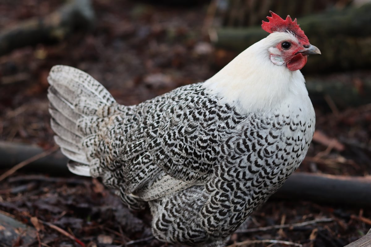 Silver laced Wyandotte chicken hen with beautiful patterned feathers