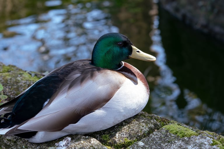 Mallard duck resting peacefully on a moss-covered riverbank beside calm water