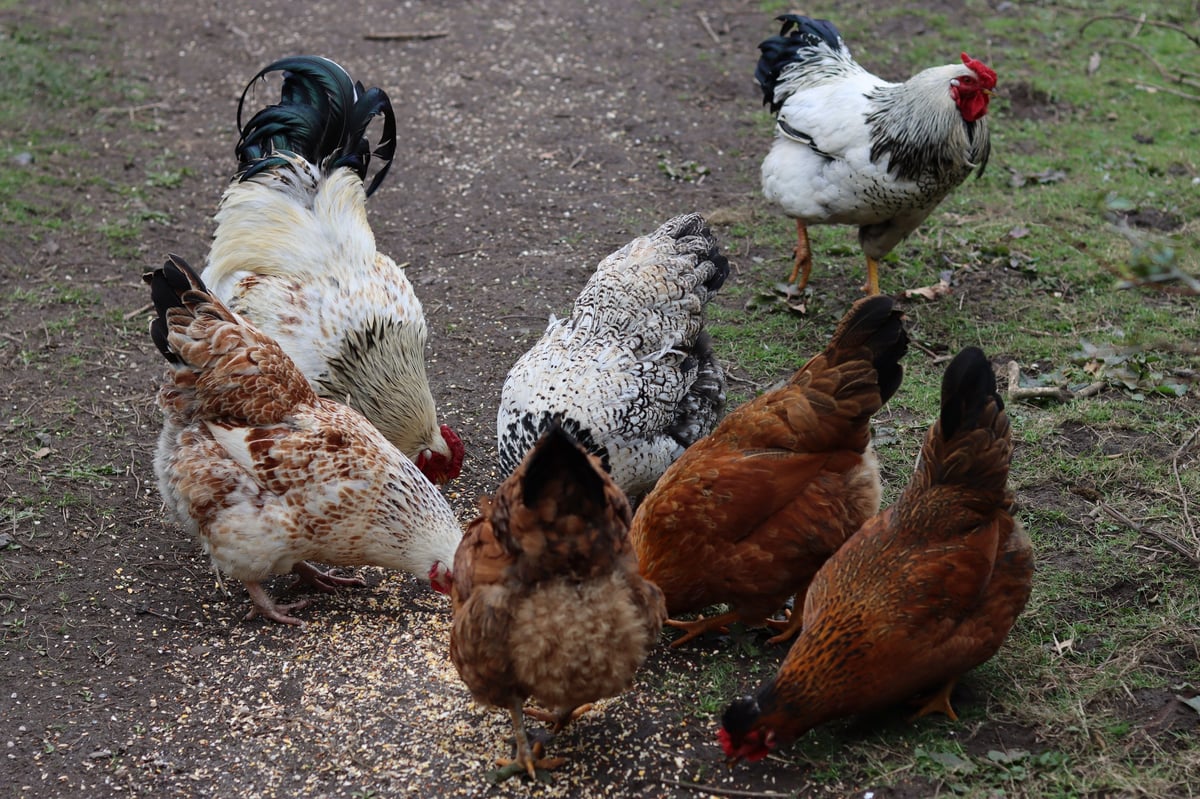 Group of mixed hens pecking at seed, multiple chicken breeds