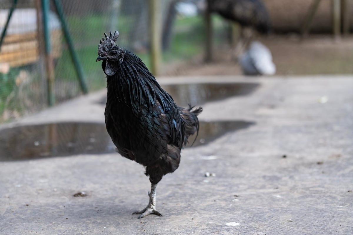 Exotic rooster with deep black feathers walking on wet ground in a rural outdoor farm setting.