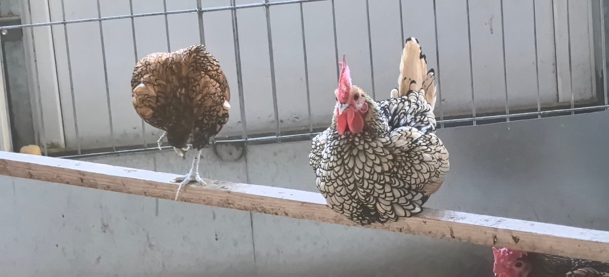 Two chickens on a wooden perch in a bright barn, one dark brown and one gray and white patterned