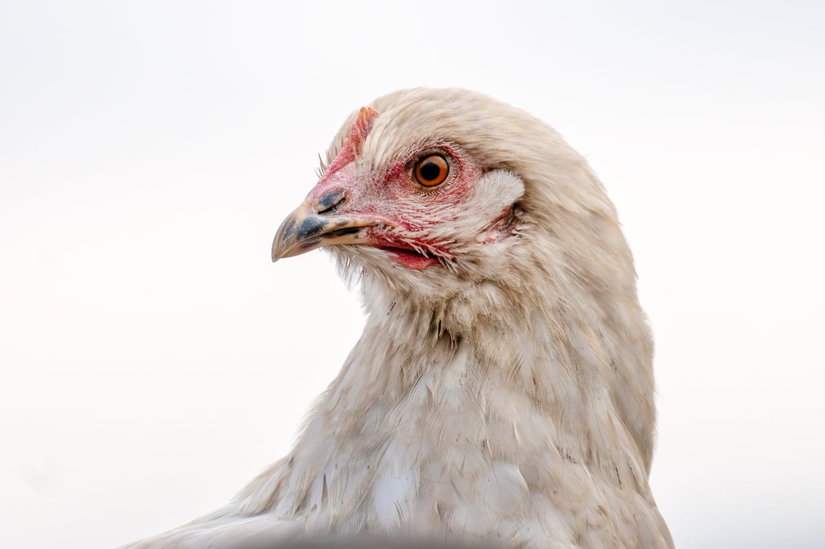 White Leghorn chicken running through green meadow