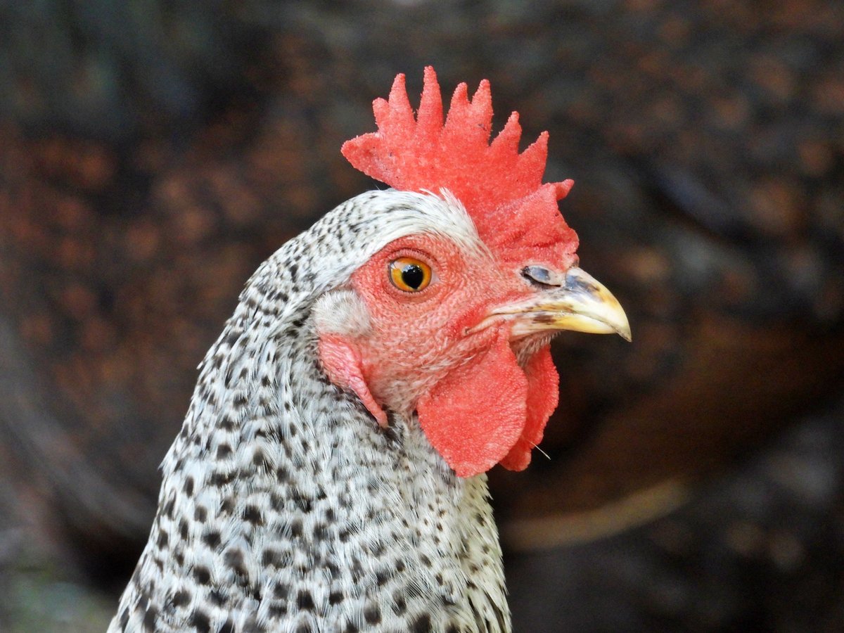 With its distinctive black-and-white barred plumage and bright red comb is known for their calm temperament and adaptability, these chickens are a popular choice for backyard flocks.