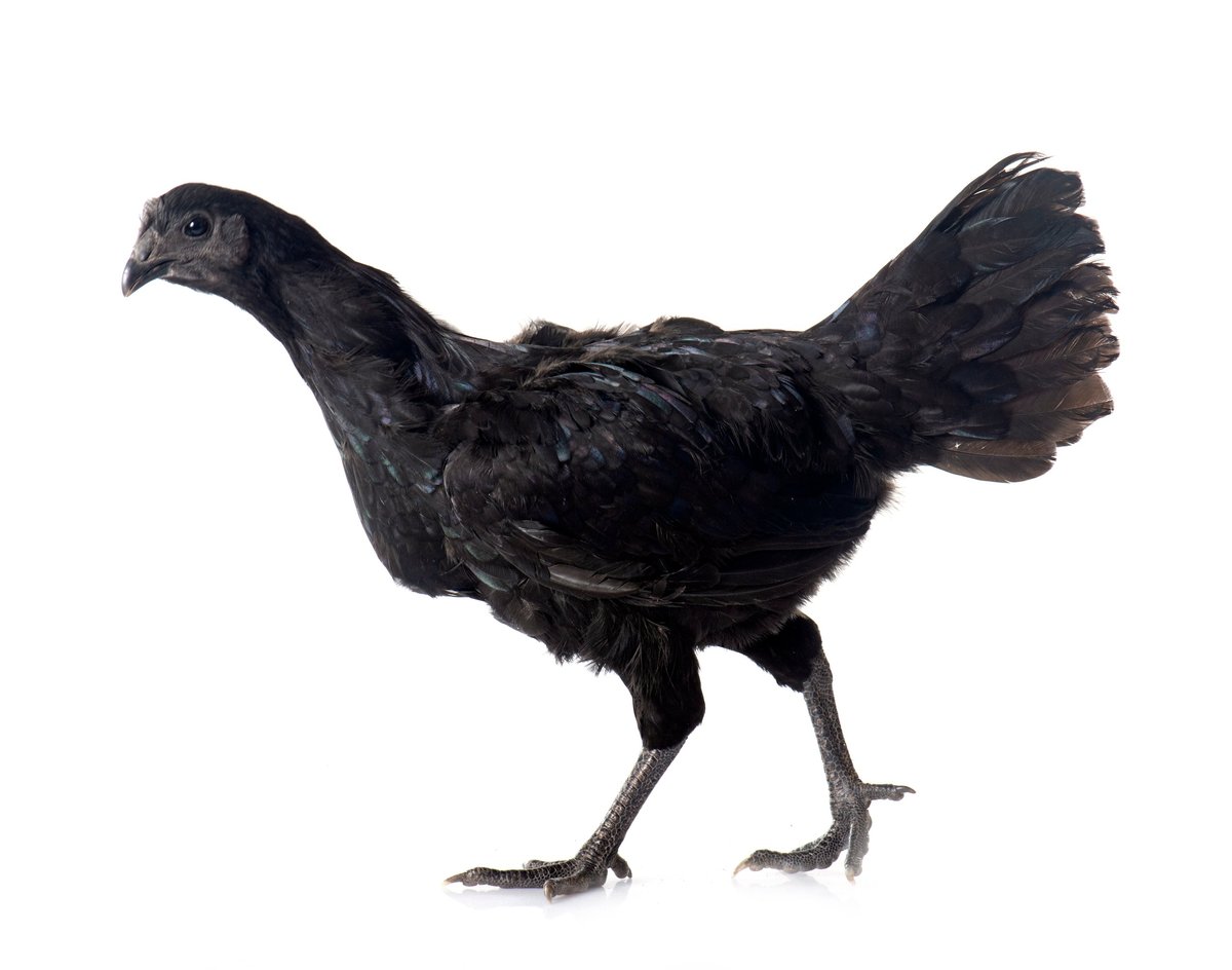 ayam cemani chicken in front of white background