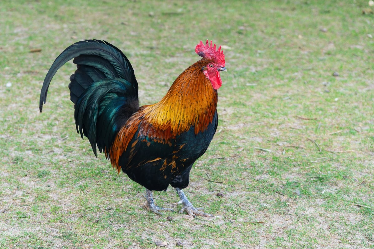 A rooster is walking on the grass. The bright colors of its feathers stand out against the green ground. The scene shows the bird in a natural setting during the day.