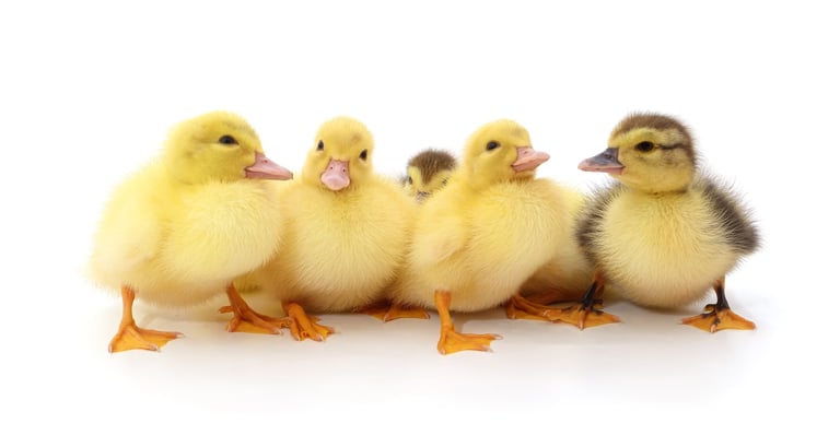 Five cute little yellow and brown ducklings standing together in a row