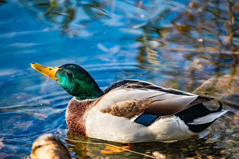 A mallard drake is preening its plumage in the water