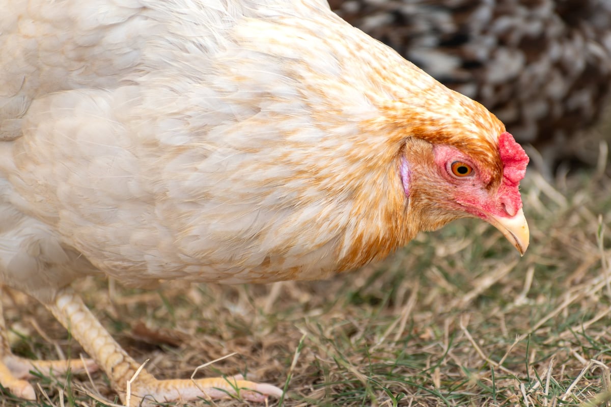 Ornamental laying hen breeds, affectionate and gentle, small to medium sized eggs